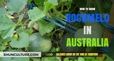 Growing Rockmelon in Australia: A Step-by-Step Guide