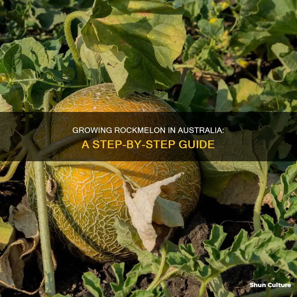 how to grow rockmelon in australia