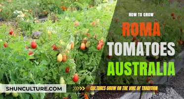 Grow Roma Tomatoes: Australia's Ultimate Guide
