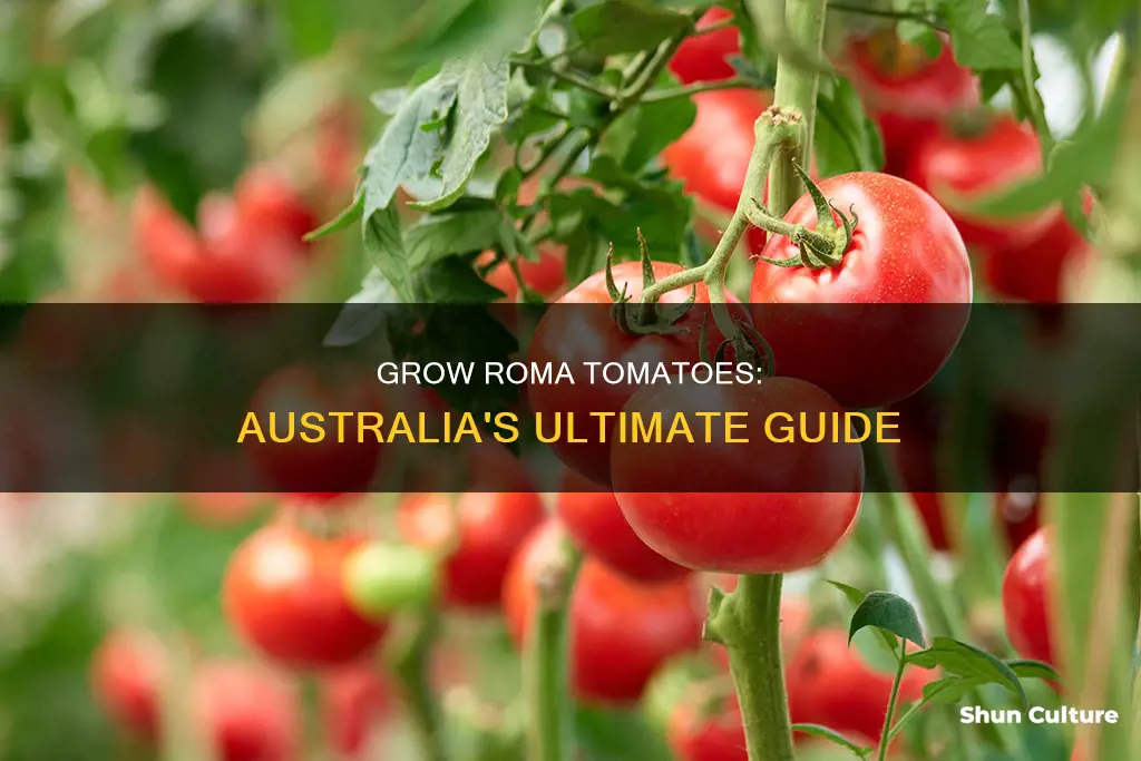 how to grow roma tomatoes australia