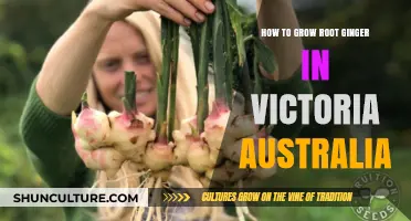 Growing Root Ginger in Victoria, Australia: A Guide