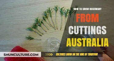 Propagating Rosemary: An Australian Guide to Growing Cuttings