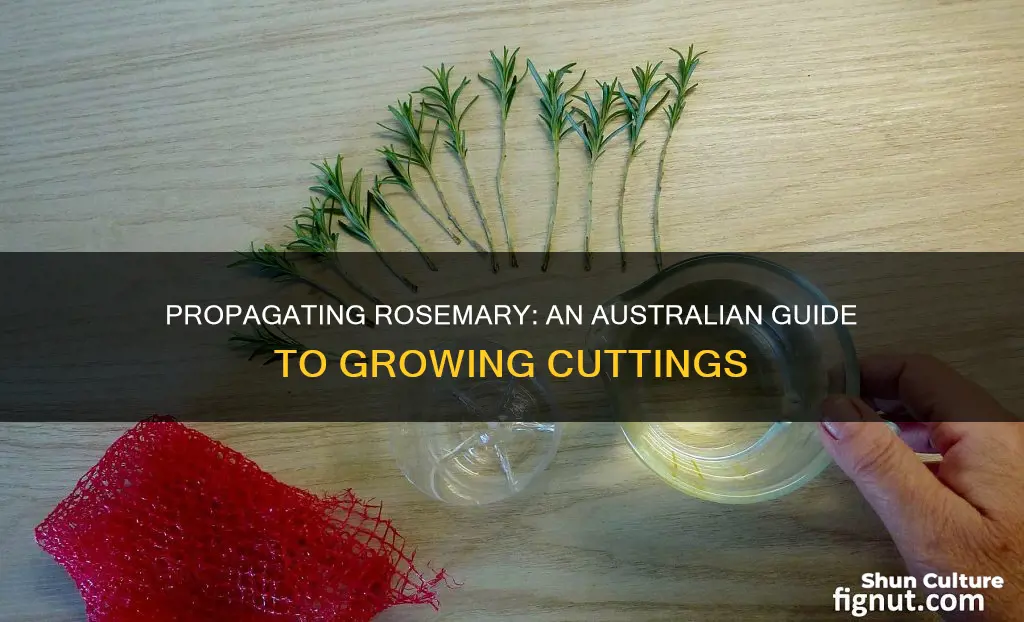 how to grow rosemary from cuttings australia