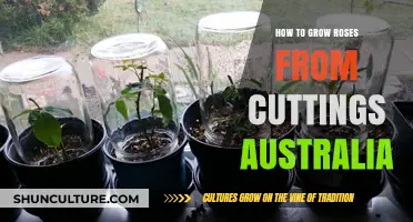 Grow Your Own Roses: Cuttings for Australian Climates