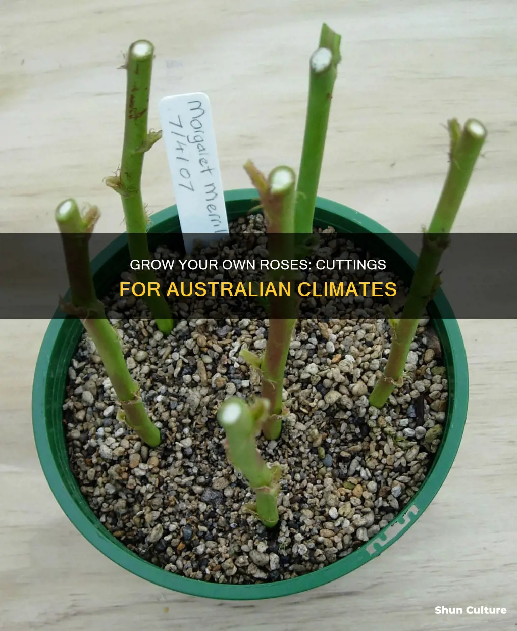 how to grow roses from cuttings australia