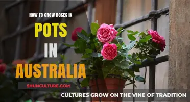 Growing Roses in Containers: An Australian Guide