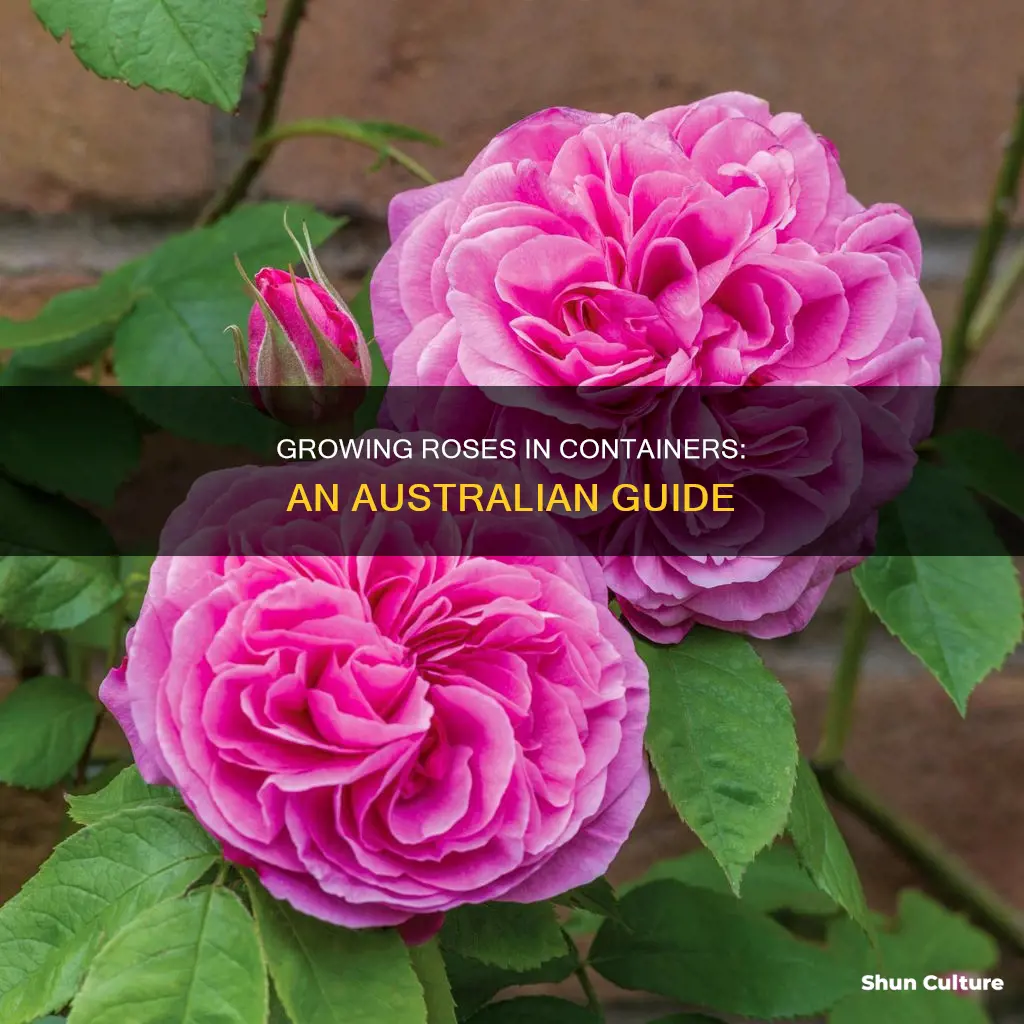 how to grow roses in pots in australia