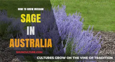 Growing Russian Sage in Australia: A Step-by-Step Guide
