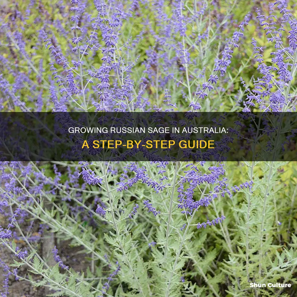 how to grow russian sage in australia