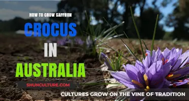 Growing Saffron Crocus in Australia: A Comprehensive Guide