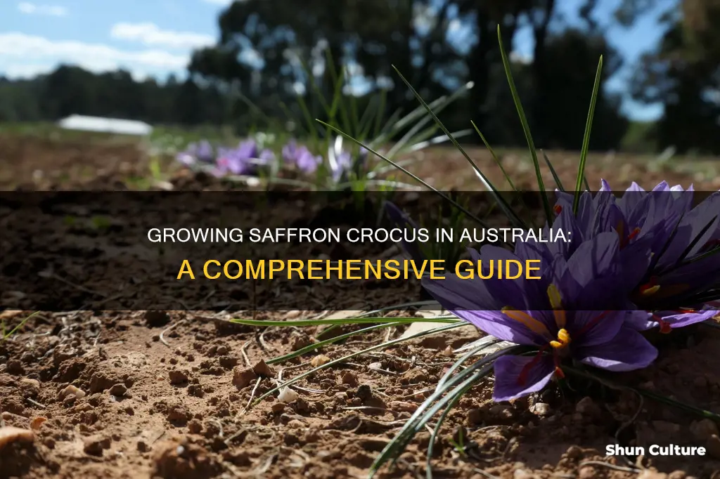 how to grow saffron crocus in australia