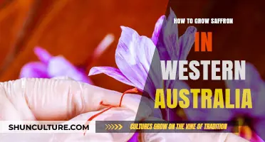 Growing Saffron in Western Australia: A Comprehensive Guide
