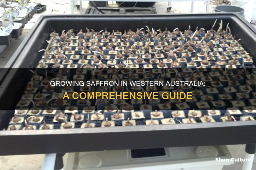 how to grow saffron in western australia