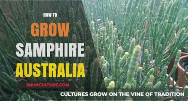 Growing Samphire in Australia: A Step-by-Step Guide