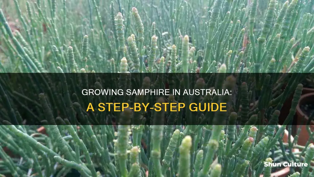 how to grow samphire australia