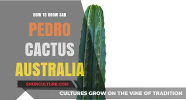 Growing San Pedro Cactus: An Australian Guide