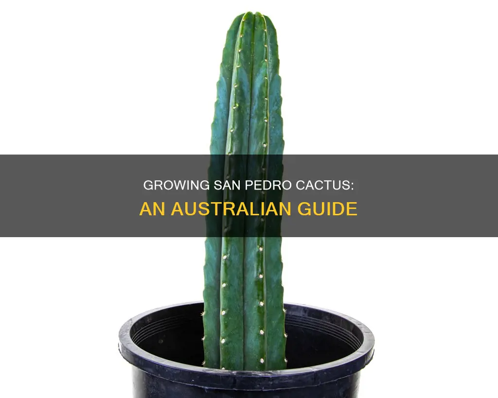 how to grow san pedro cactus australia
