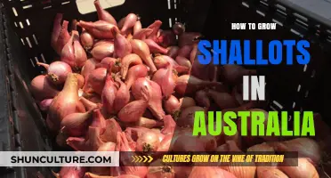 Growing Shallots in Australia: A Step-by-Step Guide