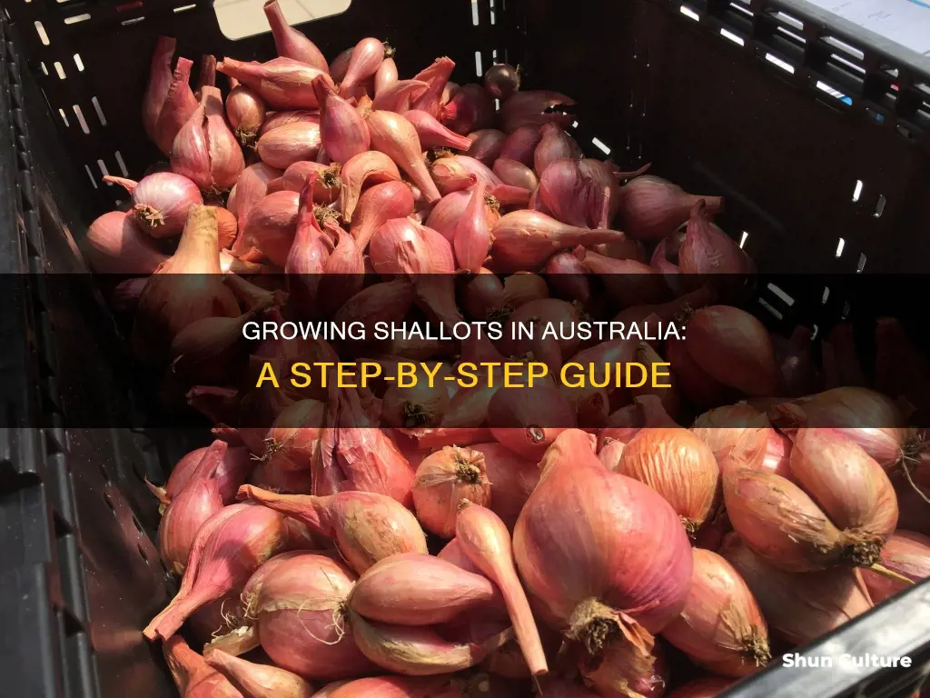 how to grow shallots in australia