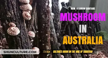 Grow Shiitake Mushrooms: An Australian Guide