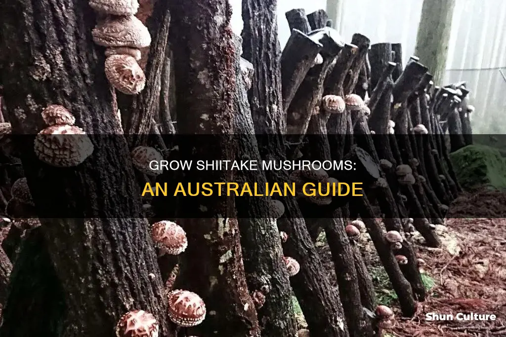 how to grow shiitake mushrooms in australia