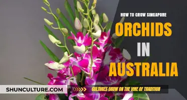Grow Singapore Orchids in Australia: A Step-by-Step Guide