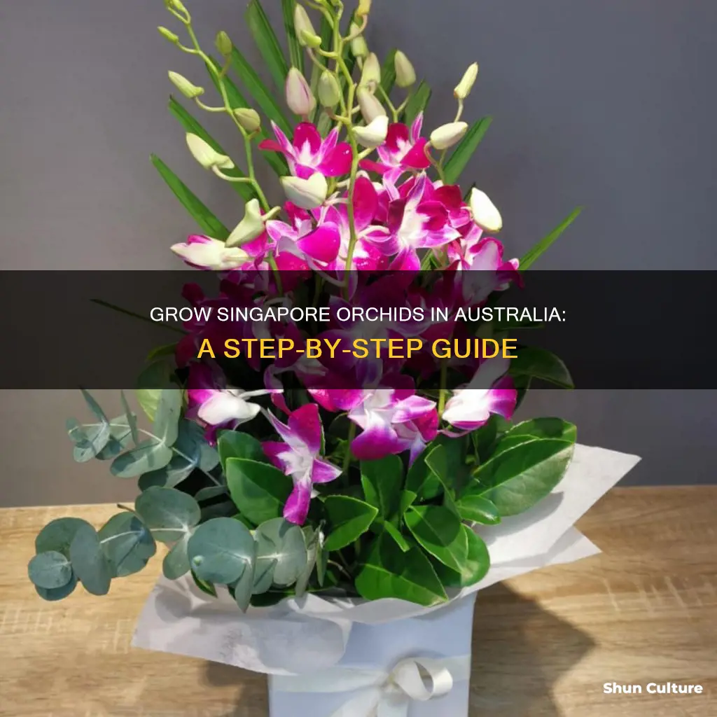 how to grow singapore orchids in australia