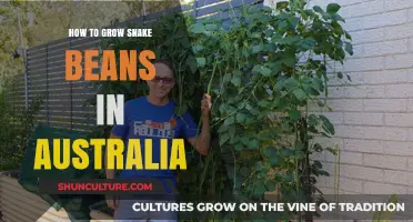 Growing Snake Beans: A Guide for Australians