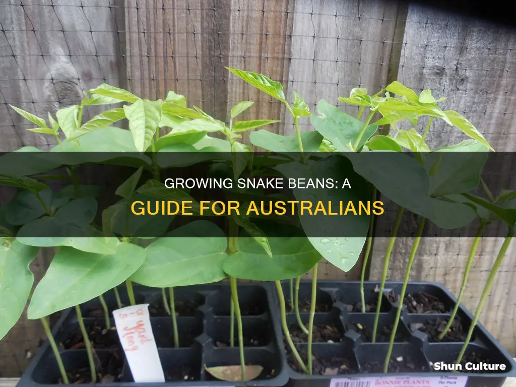 how to grow snake beans in australia