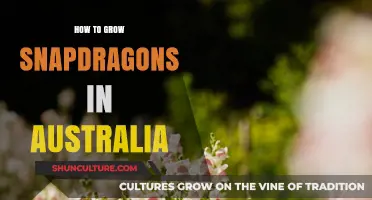 Growing Snapdragons in Australia: A Step-by-Step Guide