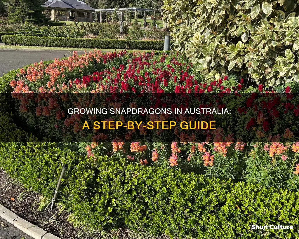 how to grow snapdragons in australia