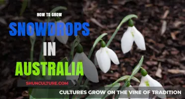 Snowdrops in Australia: A Guide to Growing These Winter Flowers