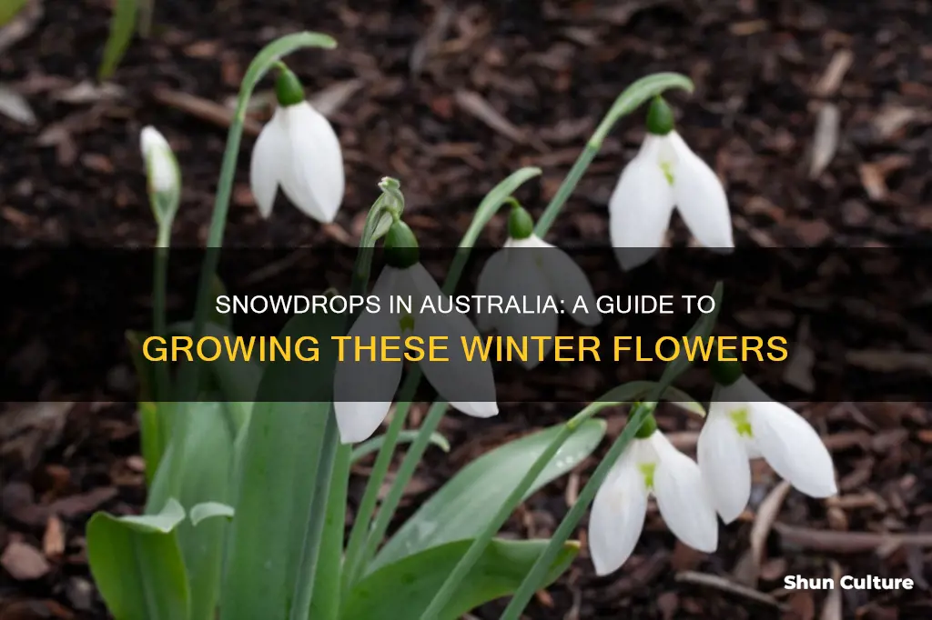 how to grow snowdrops in australia