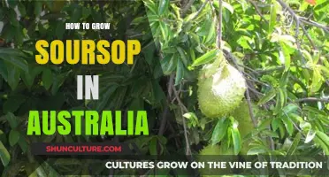 Growing Soursop in Australia: A Step-by-Step Guide