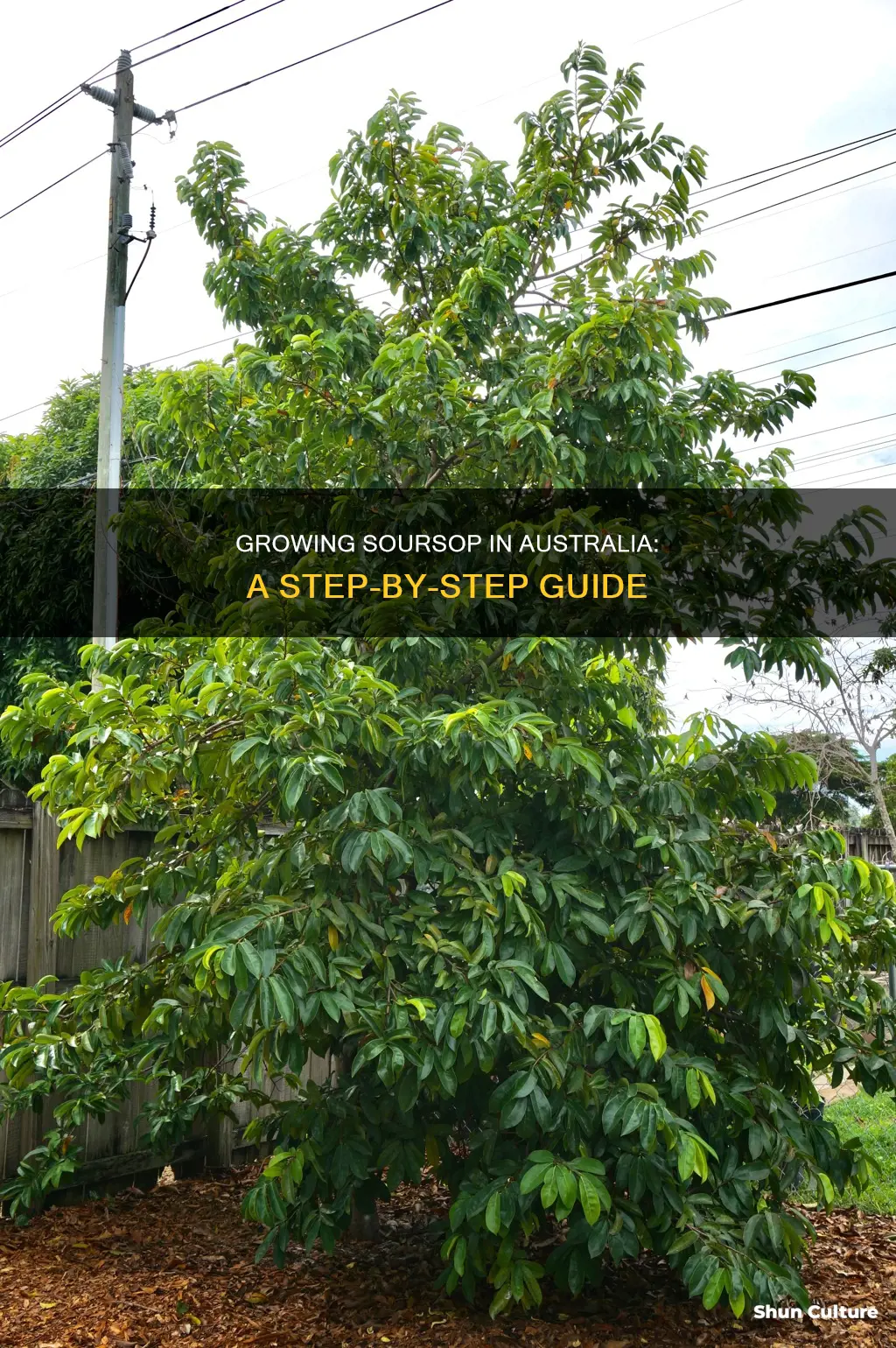 how to grow soursop in australia