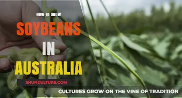 Soybeans in Australia: A Comprehensive Growing Guide