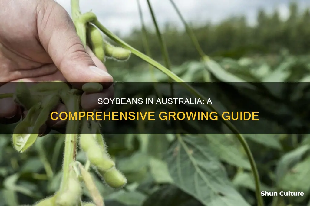 how to grow soybeans in australia