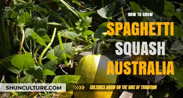 Growing Spaghetti Squash: An Australian Guide