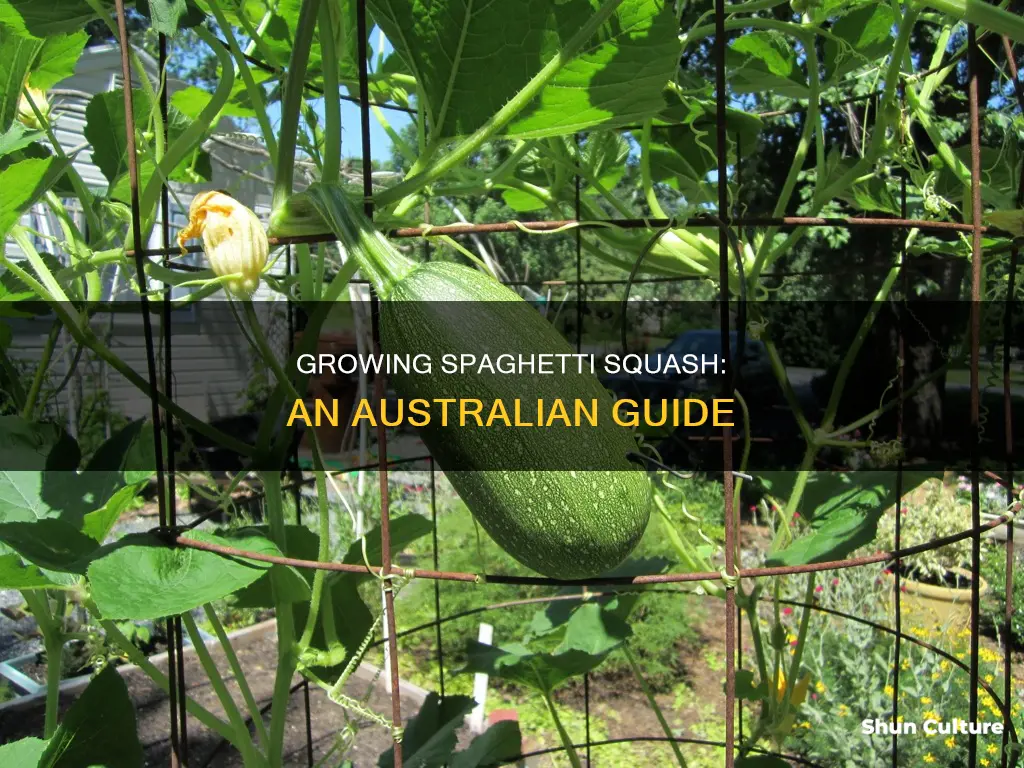 how to grow spaghetti squash australia