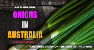 Spring Onions: Growing Guide for Australian Gardens