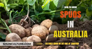 Growing Spuds Down Under: A Step-by-Step Guide