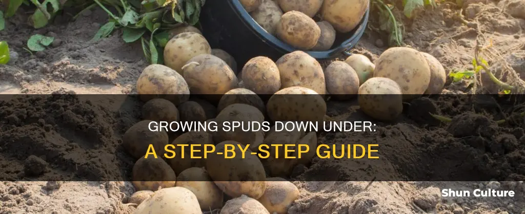 how to grow spuds in australia
