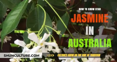 Growing Star Jasmine in Australia: A Comprehensive Guide