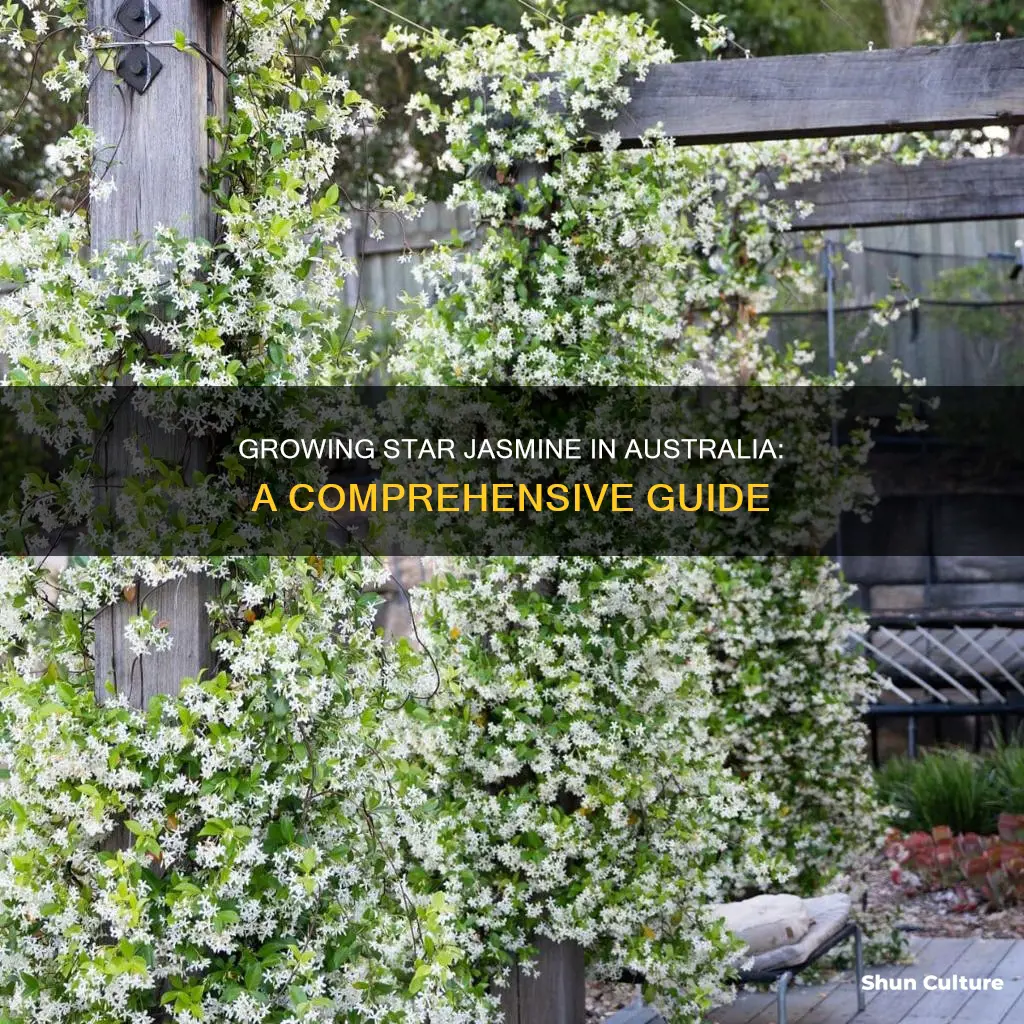 how to grow star jasmine in australia