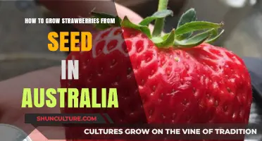 Growing Strawberries from Seeds: An Australian Guide