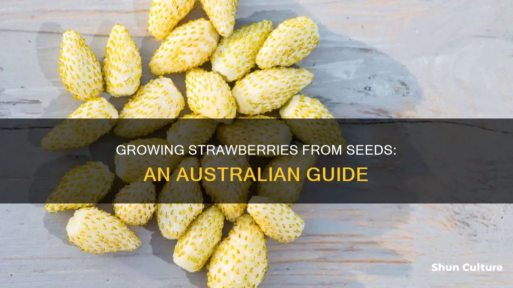 how to grow strawberries from seed in australia