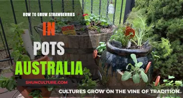 Growing Strawberries in Containers: A Guide for Australians