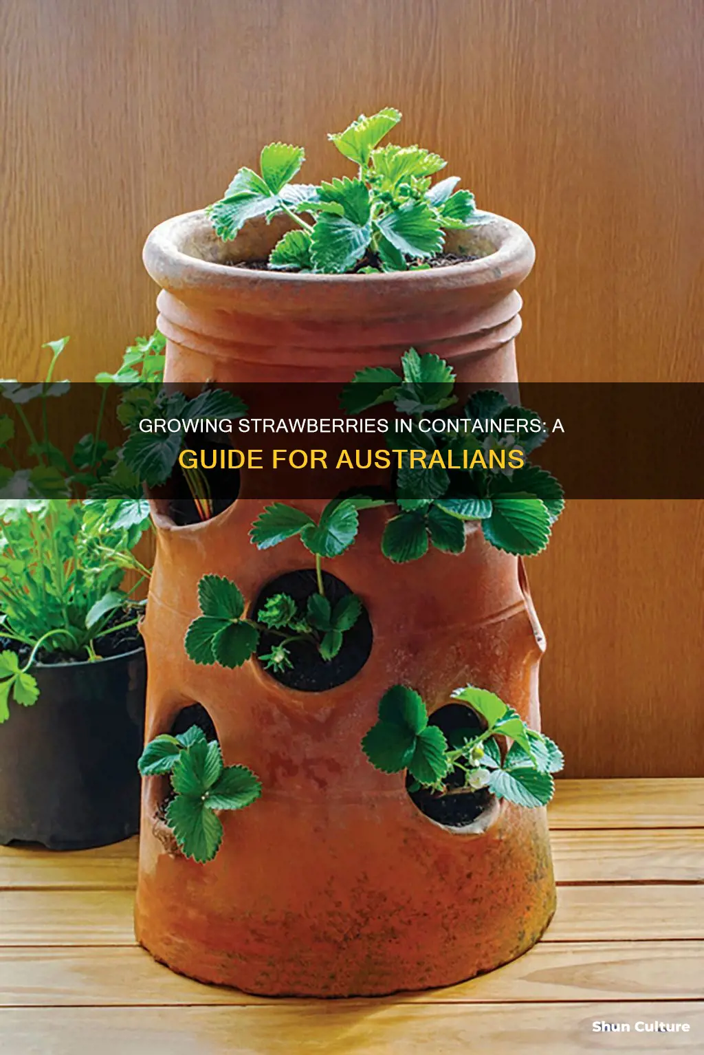 how to grow strawberries in pots australia