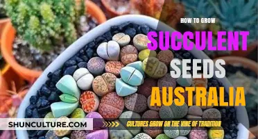 Succulent Seeds: Australia's Guide to Growing Succulents from Seeds