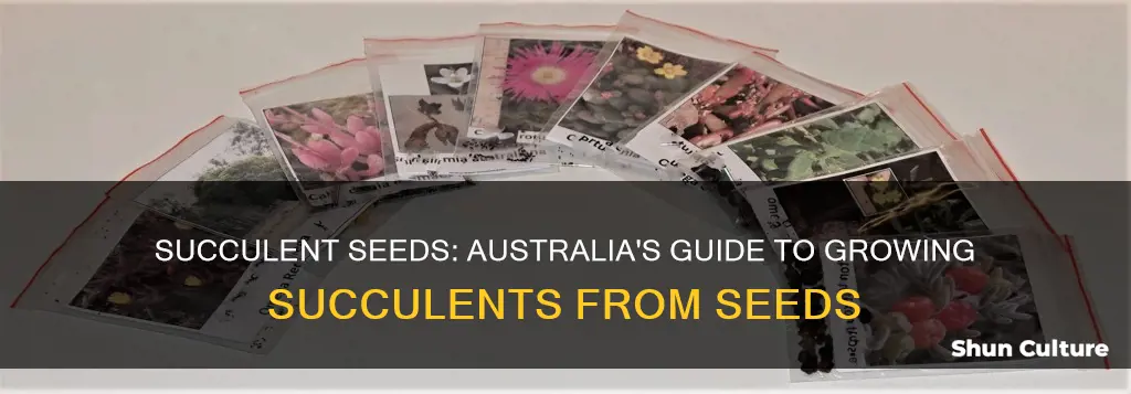 how to grow succulent seeds australia